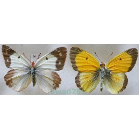Colias croceus (Geoffroy, 1785) pair Szlaczkoń sylwetnik Czech64